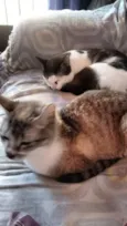 Tom e mini 