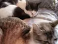 Tom e mini 