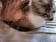 Tom e mini 