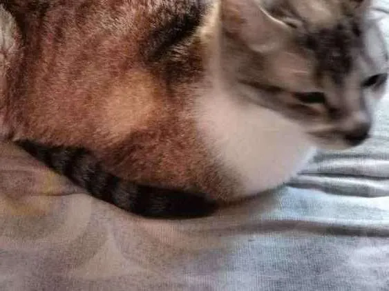 Gato ra a Não sei a raça idade 6 ou mais anos nome Tom e mini 