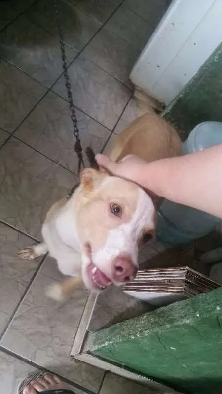 Cachorro raça Vira Lata idade 1 ano nome Lolly