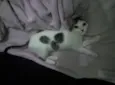 Sófia