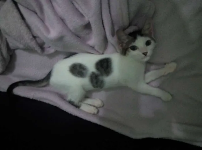 Gato ra a SRD idade 2 a 6 meses nome Sófia