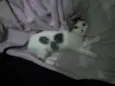 Sófia