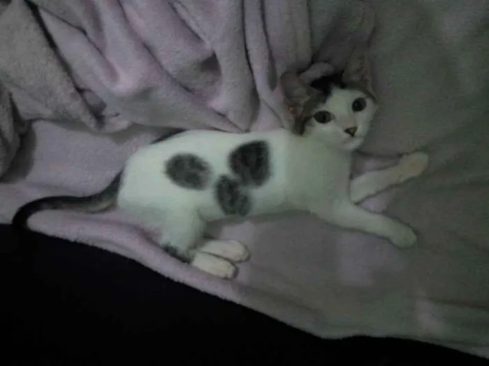 Gato ra a SRD idade 2 a 6 meses nome Sófia