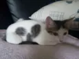 Sófia