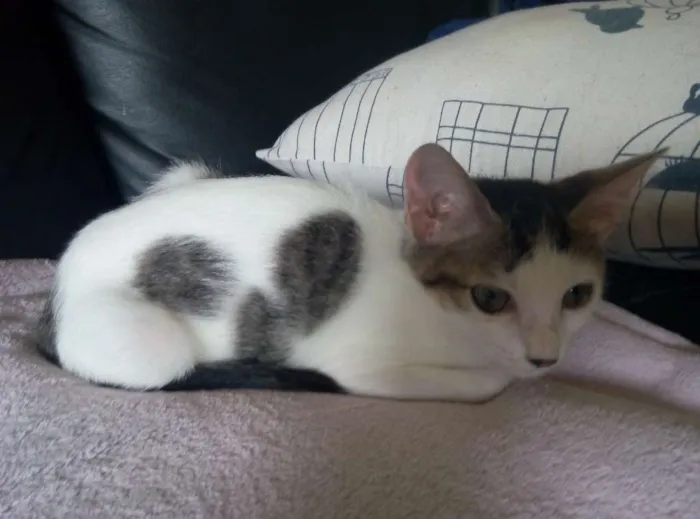 Gato ra a SRD idade 2 a 6 meses nome Sófia