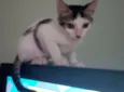 Sófia