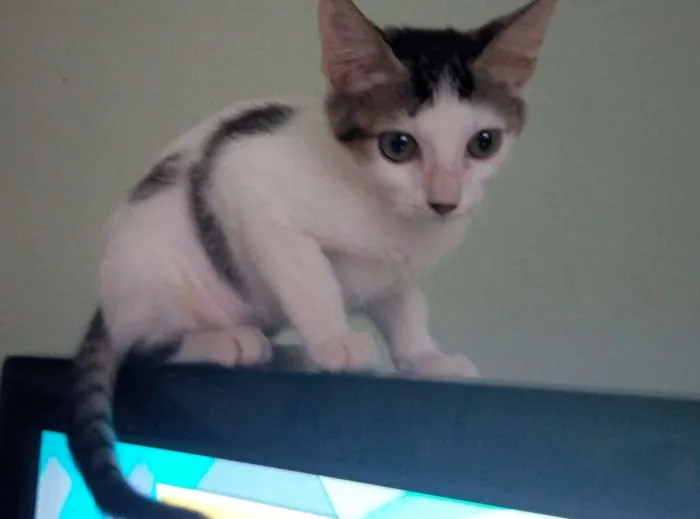 Gato ra a SRD idade 2 a 6 meses nome Sófia