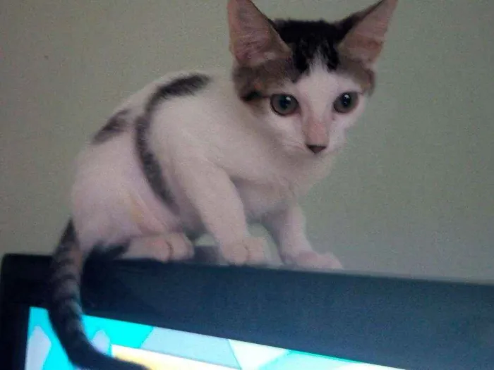 Gato ra a SRD idade 2 a 6 meses nome Sófia