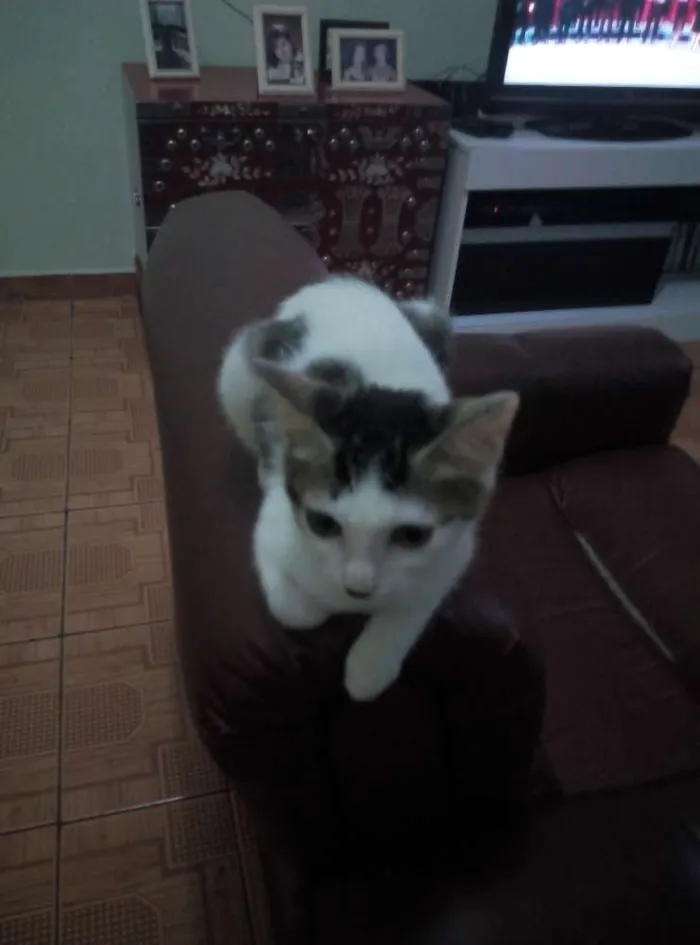Gato ra a SRD idade 2 a 6 meses nome Sófia
