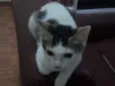 Sófia