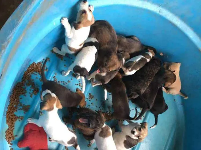 Cachorro ra a SRD idade 2 a 6 meses nome Vários