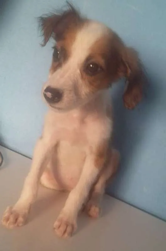 Cachorro ra a - idade 2 a 6 meses nome -