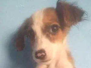 Cachorro raça - idade 2 a 6 meses nome -