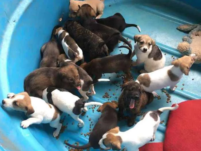Cachorro ra a SRD idade 2 a 6 meses nome Vários