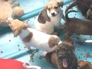Cachorro raça SRD idade 2 a 6 meses nome Vários