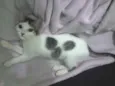 Sófia