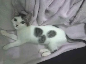 Gato raça SRD idade 2 a 6 meses nome Sófia