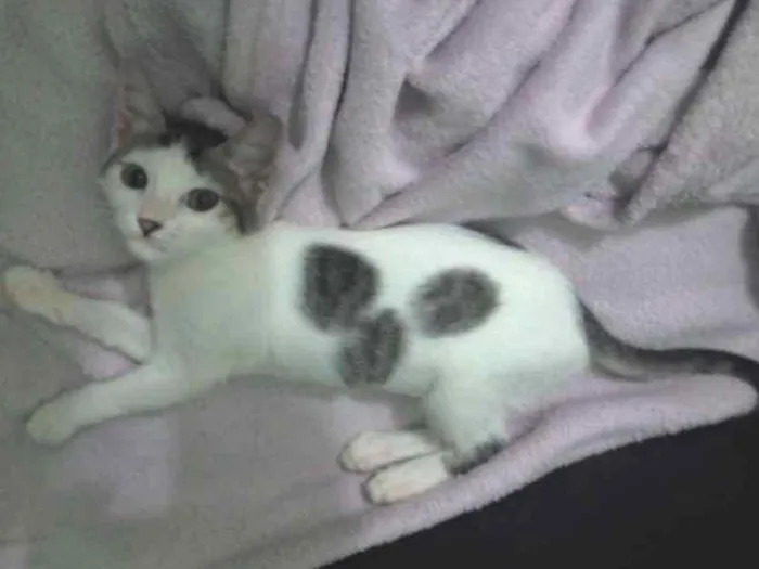 Gato ra a SRD idade 2 a 6 meses nome Sófia
