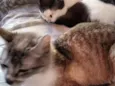 Tom e mini 