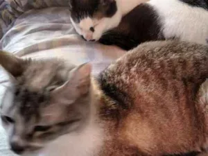 Gato raça Não sei a raça idade 6 ou mais anos nome Tom e mini 
