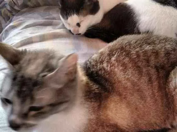 Gato ra a Não sei a raça idade 6 ou mais anos nome Tom e mini 