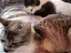 Gato raça Não sei a raça idade 6 ou mais anos nome Tom e mini 