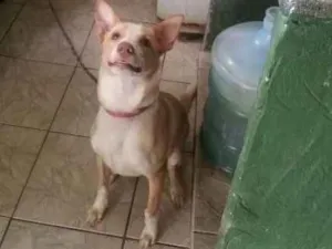 Cachorro raça Vira Lata idade 1 ano nome Lolly