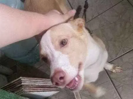Cachorro raça Vira Lata idade 1 ano nome Lolly