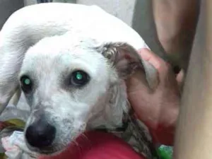 Cachorro raça SRD idade 7 a 11 meses nome Branquinha