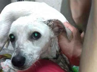 Cachorro ra a SRD idade 7 a 11 meses nome Branquinha