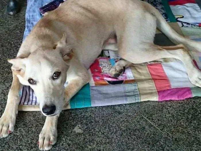 Cachorro ra a SRD idade 7 a 11 meses nome Meg