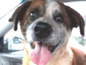Cachorro raça Srd idade 5 anos nome Bethoveen