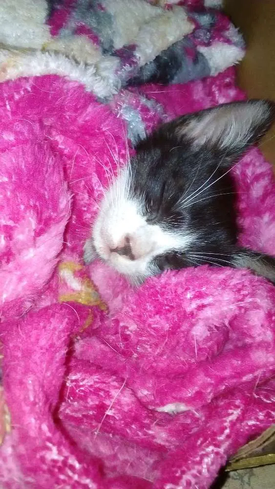 Gato ra a  idade Abaixo de 2 meses nome Sem nome no momento 