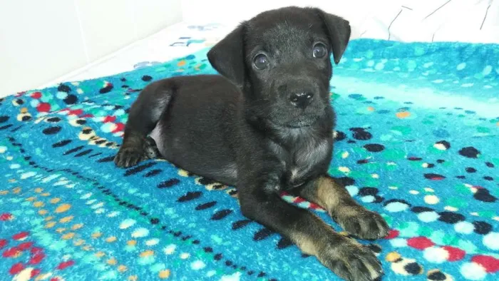 Cachorro raça SRD idade Abaixo de 2 meses nome A definir