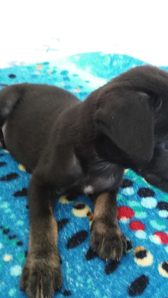 Cachorro raça SRD idade Abaixo de 2 meses nome A definir