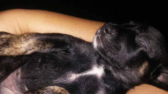 Cachorro raça SRD idade Abaixo de 2 meses nome A definir