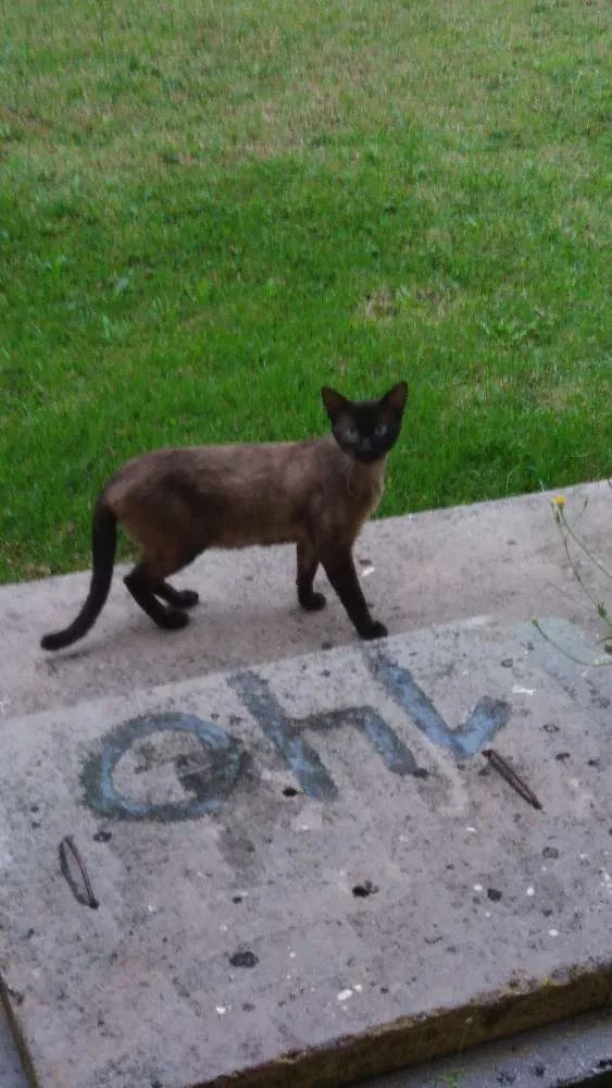 Gato ra a Siamês  idade 2 anos nome Jack