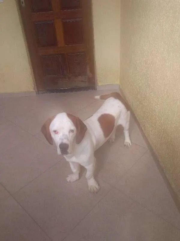 Cachorro ra a Basset-Cofap idade 7 a 11 meses nome Bruce