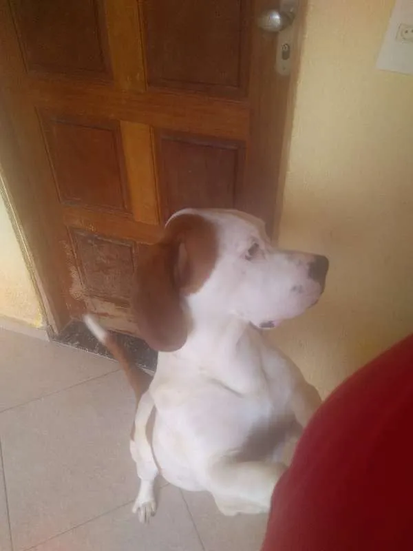 Cachorro ra a Basset-Cofap idade 7 a 11 meses nome Bruce