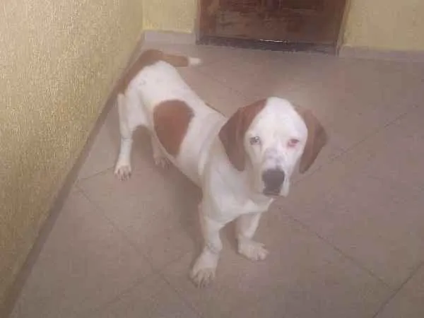 Cachorro ra a Basset-Cofap idade 7 a 11 meses nome Bruce