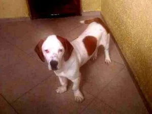 Cachorro raça Basset-Cofap idade 7 a 11 meses nome Bruce