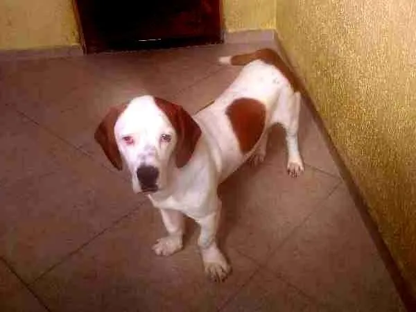 Cachorro ra a Basset-Cofap idade 7 a 11 meses nome Bruce