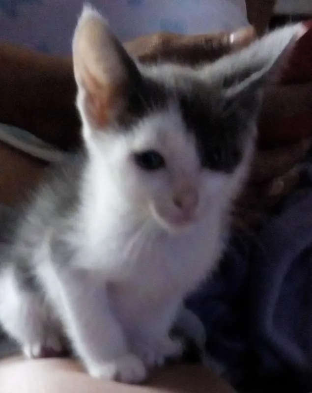 Gato ra a - idade Abaixo de 2 meses nome Sem nome