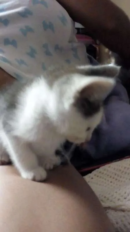 Gato ra a - idade Abaixo de 2 meses nome Sem nome