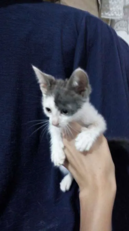 Gato ra a - idade Abaixo de 2 meses nome Sem nome
