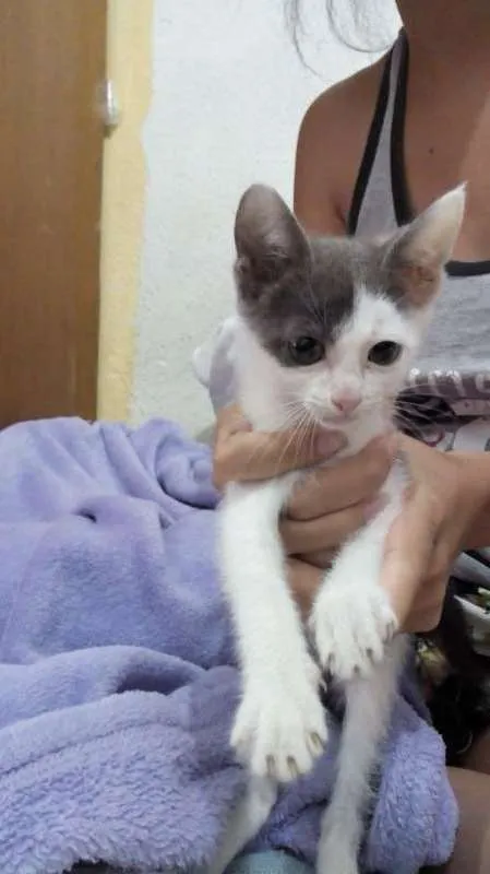 Gato ra a - idade Abaixo de 2 meses nome Sem nome