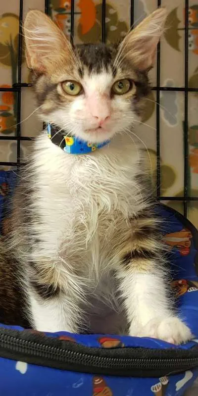 Gato ra a  idade 2 a 6 meses nome Said