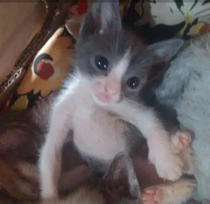 Gato ra a  idade 2 a 6 meses nome Shakira